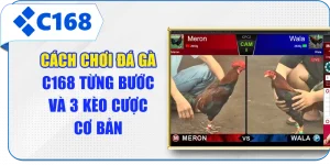 Cách Chơi Đá Gà C168 Từng Bước Và 3 Kèo Cược Cơ Bản