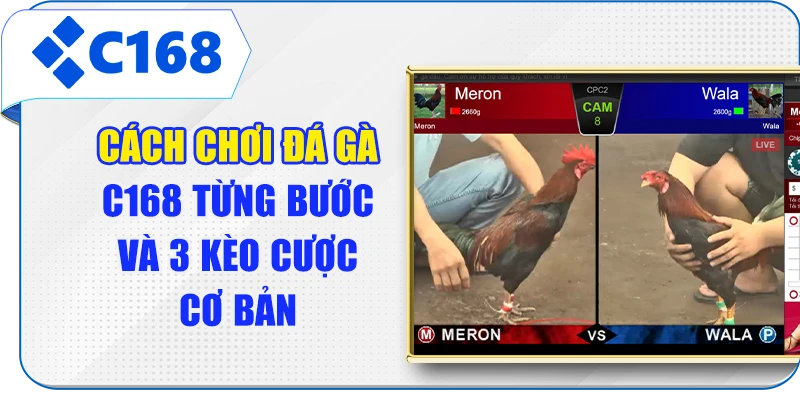 Cách Chơi Đá Gà C168 Từng Bước Và 3 Kèo Cược Cơ Bản