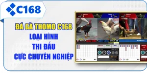Đá Gà Thomo C168 - Loại Hình Thi Đấu Cực Chuyên Nghiệp