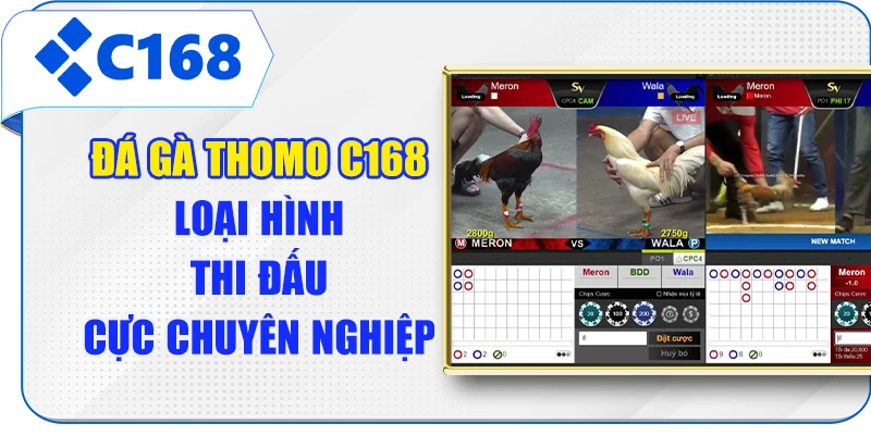 Đá Gà Thomo C168 - Loại Hình Thi Đấu Cực Chuyên Nghiệp