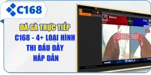 Đá Gà Trực Tiếp C168 - 4+ Loại Hình Thi Đấu Đầy Hấp Dẫn