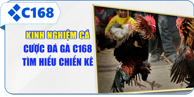 Kinh nghiệm cá cược đá gà C168 tìm hiểu chiến kê