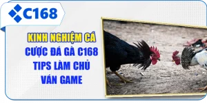 Kinh Nghiệm Cá Cược Đá Gà C168 - Tips Làm Chủ Ván Game