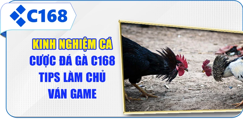 Kinh Nghiệm Cá Cược Đá Gà C168 - Tips Làm Chủ Ván Game