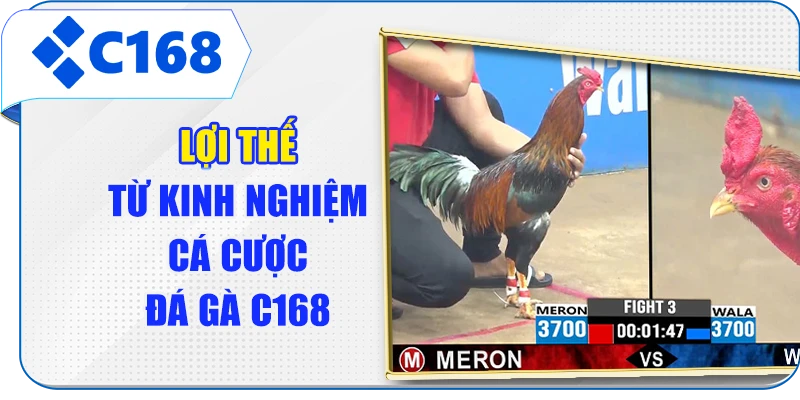 Lợi thế từ kinh nghiệm cá cược đá gà C168